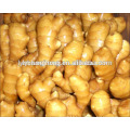 2014 nouvelle génération de gingembre frais 10kg / ctn origine Linyi